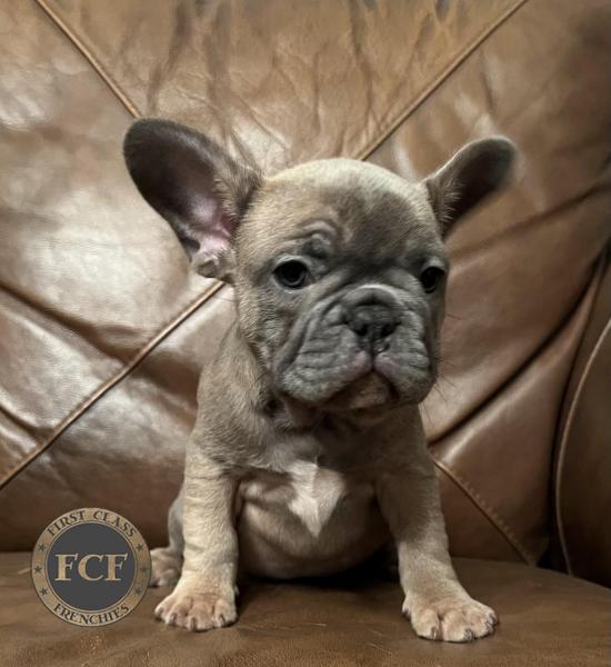 French Bulldog Puppies For Sale | Eastern Ohio