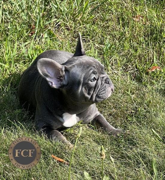 French Bulldog Puppies For Sale | Eastern Ohio