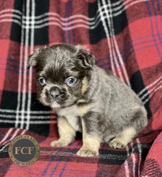 French Bulldog Puppies For Sale | Eastern Ohio