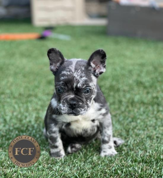 French Bulldog Puppies For Sale | Eastern Ohio