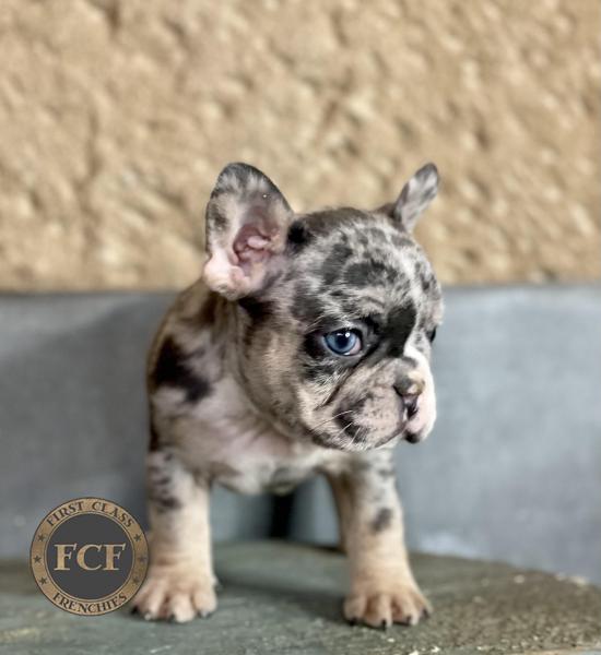 French Bulldog Puppies For Sale | Eastern Ohio