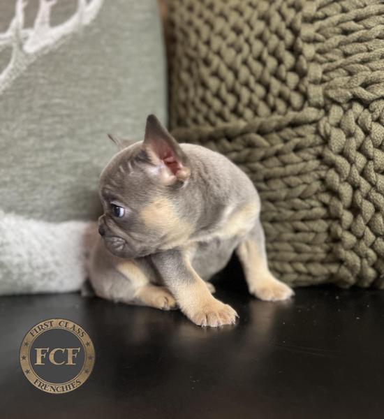 French Bulldog Puppies For Sale | Eastern Ohio