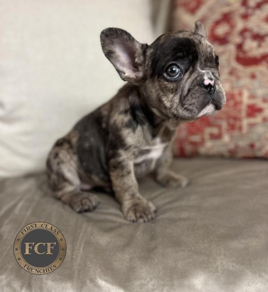 French Bulldog Puppies For Sale | Eastern Ohio